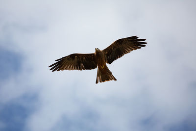 Low angle view of eagle flying against sky