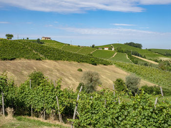 Scenic view of vineyard against sky