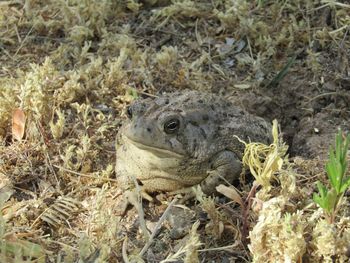 High angle view of lizard on land