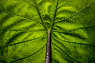 Full frame shot of green leaf