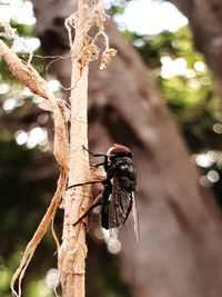 Close-up of a bird perching on branch