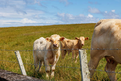 Cows grazing on field