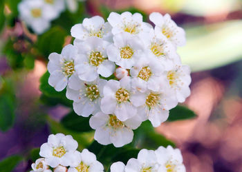 Close-up of white flowering plant