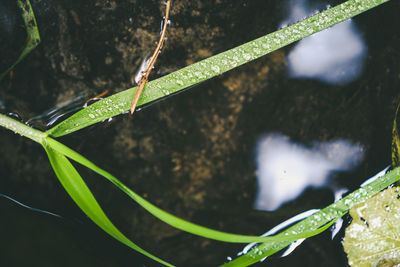 High angle view of plant growing outdoors