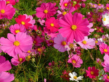 Close-up of pink flowers blooming outdoors