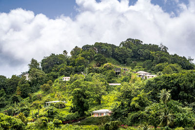 Plants and trees by building against sky