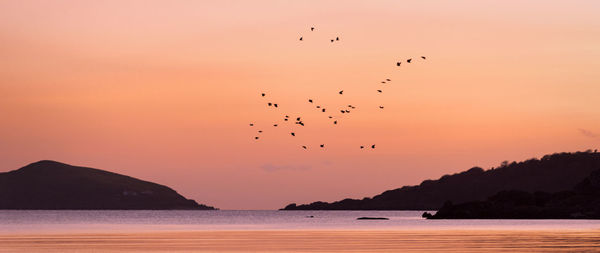 Silhouette birds flying over sea against orange sky