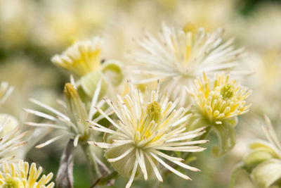 Close up of flowers on an old mans beard plant