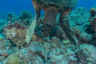 Close-up of coral in sea