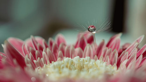 Pink gerbera close-up for natural background. macro flower petals