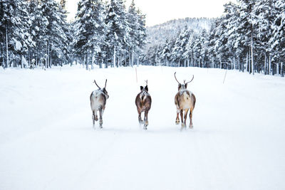 Reindeer running on snow covered street