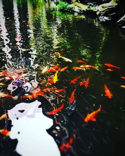 Close-up of koi carps swimming in water