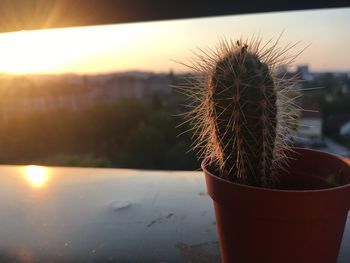Close-up of succulent plant at sunset