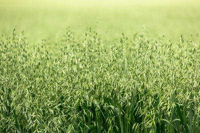 Green ears of oats on the field