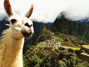 Machu picchu