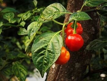 Close-up of red berries growing on tree