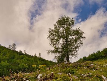 Low angle view of trees against sky