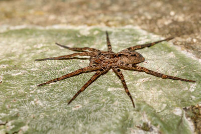 Close-up of spider on moss covered rock