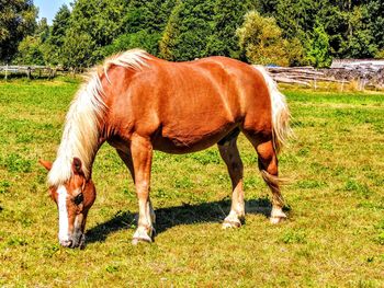 Horse grazing on field