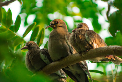 Birds perching on a tree