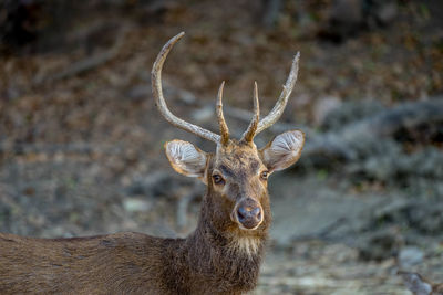 Portrait of deer