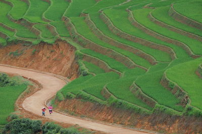 High angle view of fields