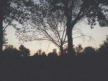 Low angle view of trees