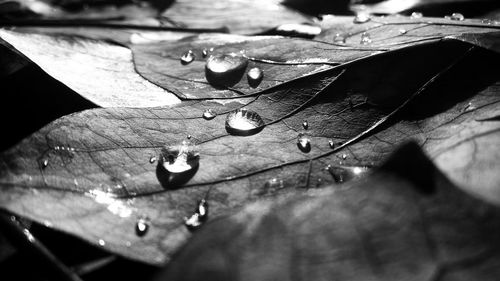 Close-up of leaf