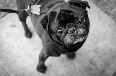 High angle portrait of pug