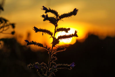 Close-up of flowers against sunset