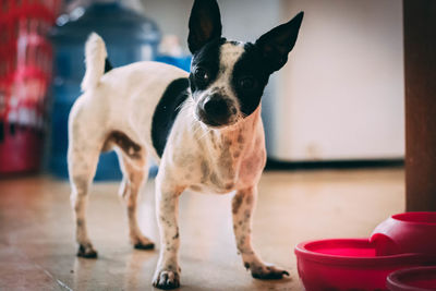 Close-up portrait of dog on table