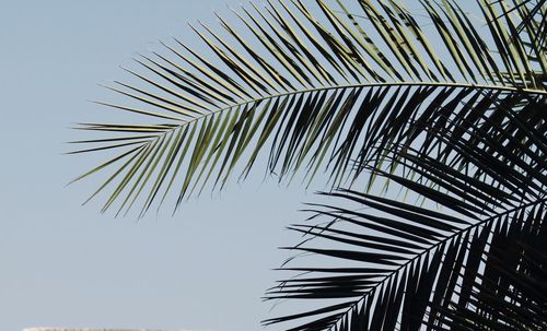 Low angle view of coconut palm tree against sky
