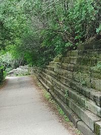 Footpath amidst trees