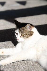 Portrait of cat resting on floor