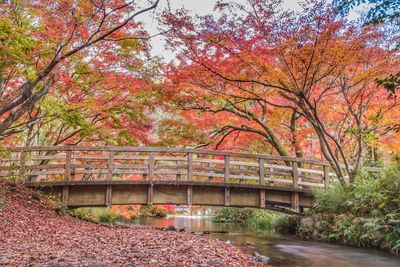 Bridge over canal in park during autumn