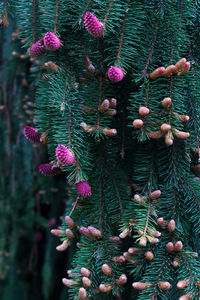 Close-up of pine cone on tree