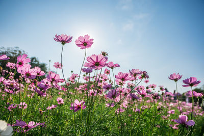 Close-up of pink cosmos flowers blooming against sky