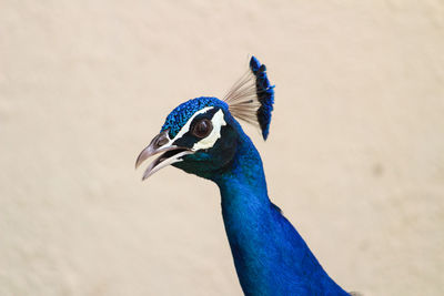 Close-up of peacock