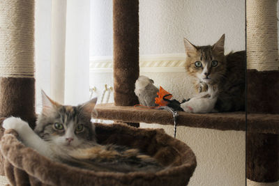 Portrait of kitten sitting at home