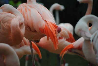 Close-up of birds