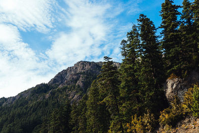 Low angle view of trees against sky