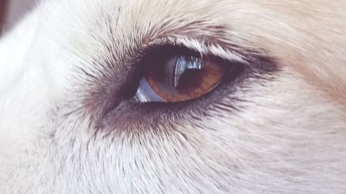 Extreme close up of animal eye