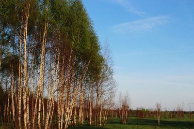 Scenic view of field against cloudy sky