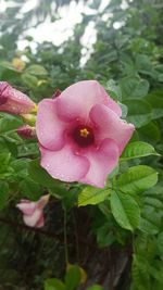 Close-up of wet pink rose blooming outdoors