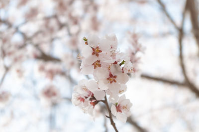 Close-up of white cherry blossom tree