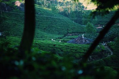 Scenic view of forest