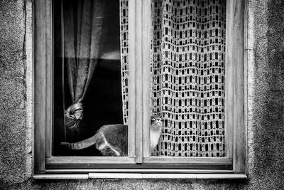 Cat standing on window sill