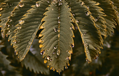 Close-up of wet leaves