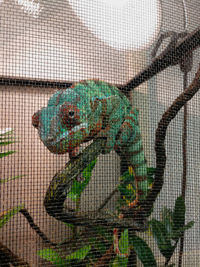 Digital composite image of birds in cage at zoo