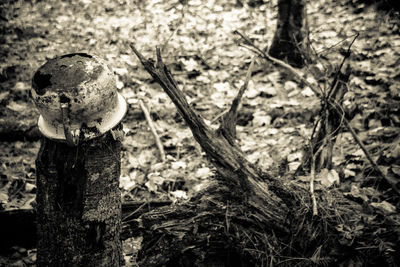 Dried plant